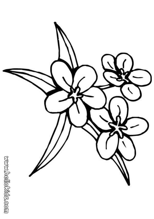 Plansa de colorat cu Liliac 56 52